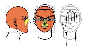 Face proportions by pmucks on deviantart. Standard Proportions Of The Human Body