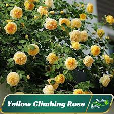 Teasing Georgia Rose (Groff's Plant Farm Rosa David Austin Teasing Georgia)