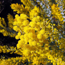 Image result for Acacia fleckii