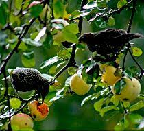 Find out how our customers have tackled problems with grackle (bird species) droppings in or near their swimming pools, as well as how to keep the water sanitary. 23 Bird Control Information Ideas Bird Control Bird Control