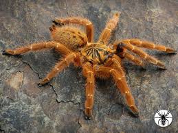 Image result for Pycreus muricatus