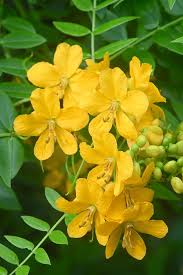 Image result for Senna floribunda