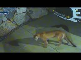 Bill would aim to reduce California mountain lion attacks - YouTube