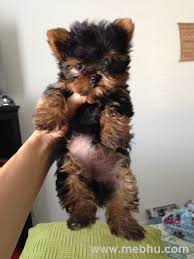 No such thing as a cheap teacup puppy. Save Your Money Sunglasses Giveawaway Yorkie Puppy Teacup Yorkie Puppy Puppies