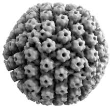 The hsv model was created in 1978 by alvy ray smith. Herpes Simplex Virus Wikipedia