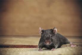 Bed bugs are a significant problem in new zealand and around the world. Aces Rodent Blog Pest Control Auckland Mice