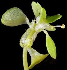 Image result for Callitriche