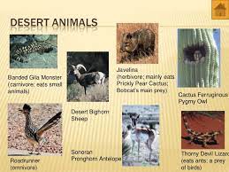 The continental location of those succulents with protection some animals that eat cactus or the cactus fruit are jackrabbits, javelinas, deer, squirrels, birds like gila woodpeckers, iguanas, tortoises, packrats. Pin On Diorama Ideas