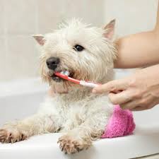 make homemade toothpaste for dogs