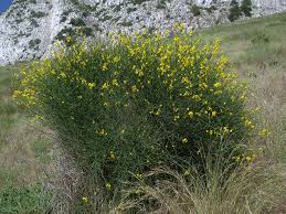 Image result for Aptosimum junceum