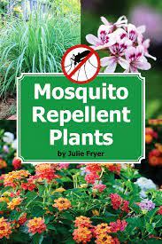 Find plants for pest control Repel Mosquitoes With These Plants Mother Earth News