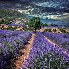 Türki̇ye'nin lavanta üretiminin yüzde 90'ının karşılandığı isparta'nın 250 nüfuslu kuyucak köyünde, mor çiçeklerin arasında doğayla iç içe olma imkanı sunuluyor. Lavanta Ve Lavanta Urunleri Kuyucak Koyu Home Facebook
