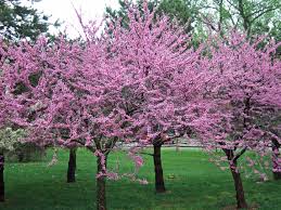 Beautiful red flower field under cloudy sky. 10 Best Flowering Trees And Shrubs For Adding Color To Your Yard Better Homes Gardens