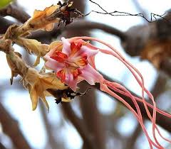 Image result for Acokanthera laevigata