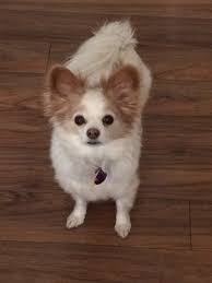 We strive to provide your pet with the highest quality in veterinary medical care in a friendly, relaxed setting. Pet Medical Center Spa Photo Contest