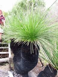 Where Are The Gores Wow Walpole Native Garden Plants Garden Features