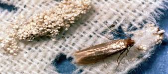 This may include where the pest is located, how big the infestation is, and the method you and the. Textile Pests Enviroguard Pest Control