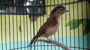 Sekarang anda juga dapat mengunduh video download suara flamboyan mp3 mp4. Burung Flamboyan Jantan Dan Betina Daftar Harga Burung Kicau 2019 Terbaru Update Pasaran Burung Juara Kontes Makin Mahal Foto Burung Kicau Hanya Saat Sudah Beranjak Dewasa Perbedaan Itu Akan Mulai