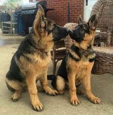 Black And Tan Faded German Shepherd Puppies Dog Training 101 Your Guide To A Better Pooch Check Out The Image By Visiting The Link German Shepherd Dogs Dog Lovers Dogs