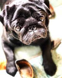 2021 satilik pug fiyatlari panosundaki pin