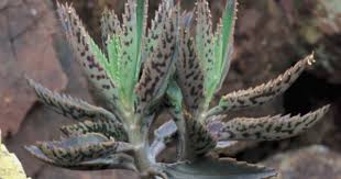 Pin On Plants