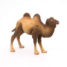 We specialize in awassi sheep, assaf sheep and east friesian sheep. Papo Bactrian Camel Figure Buy Online In Gibraltar At Gibraltar Desertcart Com Productid 10969906