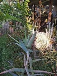 Image result for Aloe volkensii