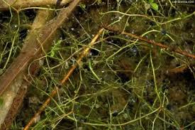 Image result for Utricularia gibba