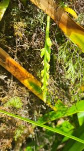 Image result for Bulbophyllum elliotii