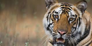 A tiger knows if it is in. Where Do Tigers Live And Other Tiger Facts Stories Wwf