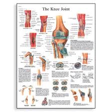 Anatomical Charts And Posters Anatomy Charts Arm And Leg Charts The Knee Joint Laminated Chart Knee Joint Knee Joint Anatomy Anatomy Of The Knee