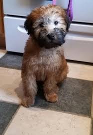 It is alert and watchful, cheerful and curious. Soft Coated Wheaten Terrier Puppies For Sale Virginia Beach Va 71893