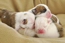 The best puppy food for your puppy's first month of life is the milk from their mother. Raising Orphaned Puppies Vetwest Animal Hospitals