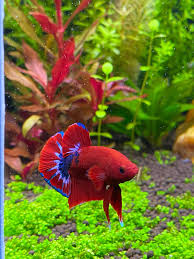 Pin On Betta Fish