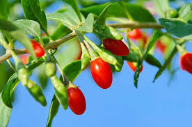 Kɤʊtɕʰi) est le nom commercial de la baie du lyciet commun (lycium barbarum) et du lyciet de chine (lycium chinense). Baies De Goji Bienfaits Posologie Et Dangers De Cette Plante Vie Healthy