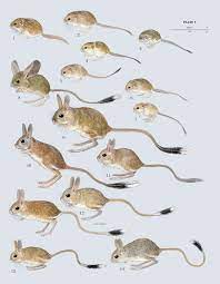 Handbook Of The Mammals Of The World Volume 7 Lynx Edicions Mammals Cute Animals Animal Groups