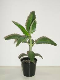 Mother Of Thousands Kalanchoe Daigremontiana Houseplant Care And Propagation Information Plants Mother Of Thousands Plant House Plant Care