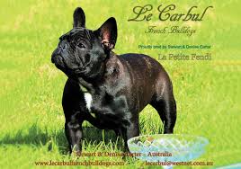 French bulldogs come in various colors including the loved brindle, and then there's the dappled coat colors. Breeders French Bulldog Club Of Nsw Inc