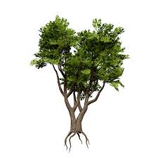 Image result for Sterculia africana