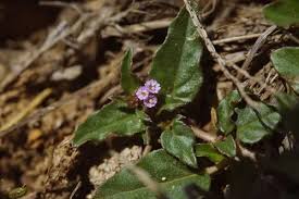 Image result for Boerhavia repens