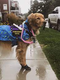 Service Dog On A Rainy Day Service Dogs Gear Service Dog Vests Psychiatric Service Dog