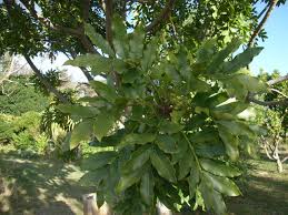 Image result for Ekebergia