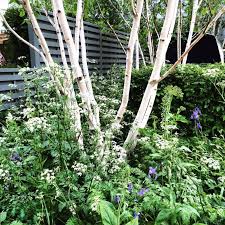 We did not find results for: The 8 Best Perfect For Privacy Garden Trees The Middle Sized Garden Gardening Blog