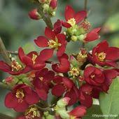 Cognassier Du Japon Chaenomeles Speciosa Hot Fire Cognassier Arbuste Promesses De Fleurs