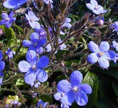 Image result for Anchusa capensis