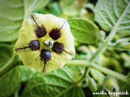 Image result for Physalis viscosa