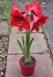 Image result for Hippeastrum
