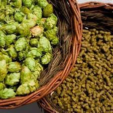 Corcholata amarilla (500 pz) tapa corona tipo pry off (corcholatas), compatibles con todas las botellas. Lupulo Para Cerveza Tipos De Lupulos Y Sus Propiedades