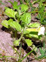 Image result for Pedalium