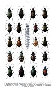 Fauna Germanica 1908 Illustration Insekten